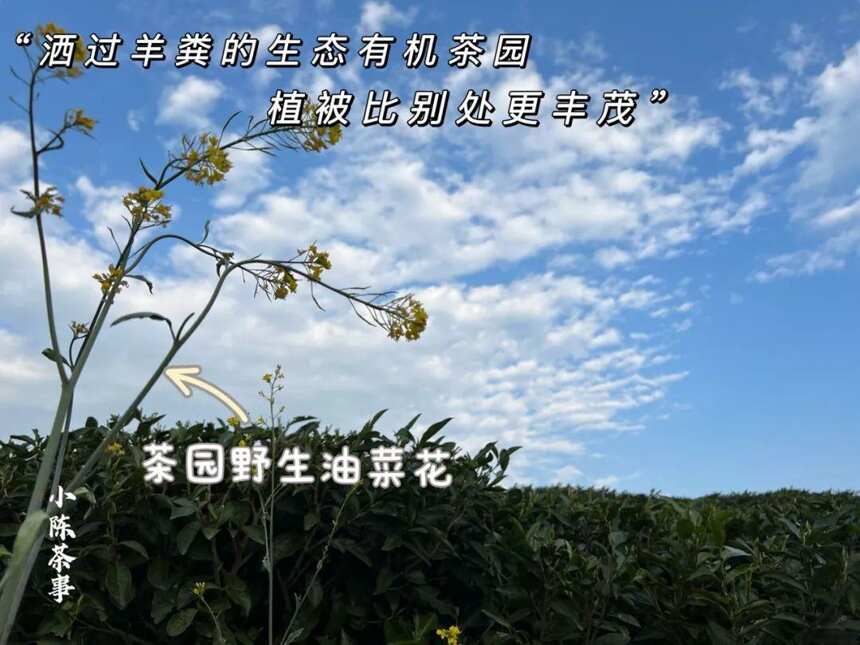 6条白茶热门观点，全是错的，没有一个幸免，你踩了哪个“坑”？