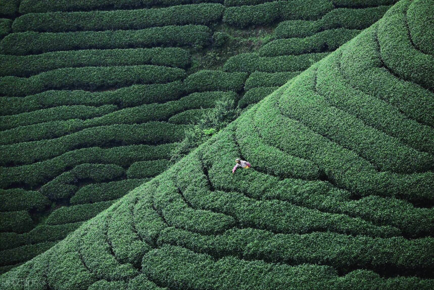 一茶千化对万茶朝宗！广西凌云白毫与浙江龙井对冲评测，结局如何