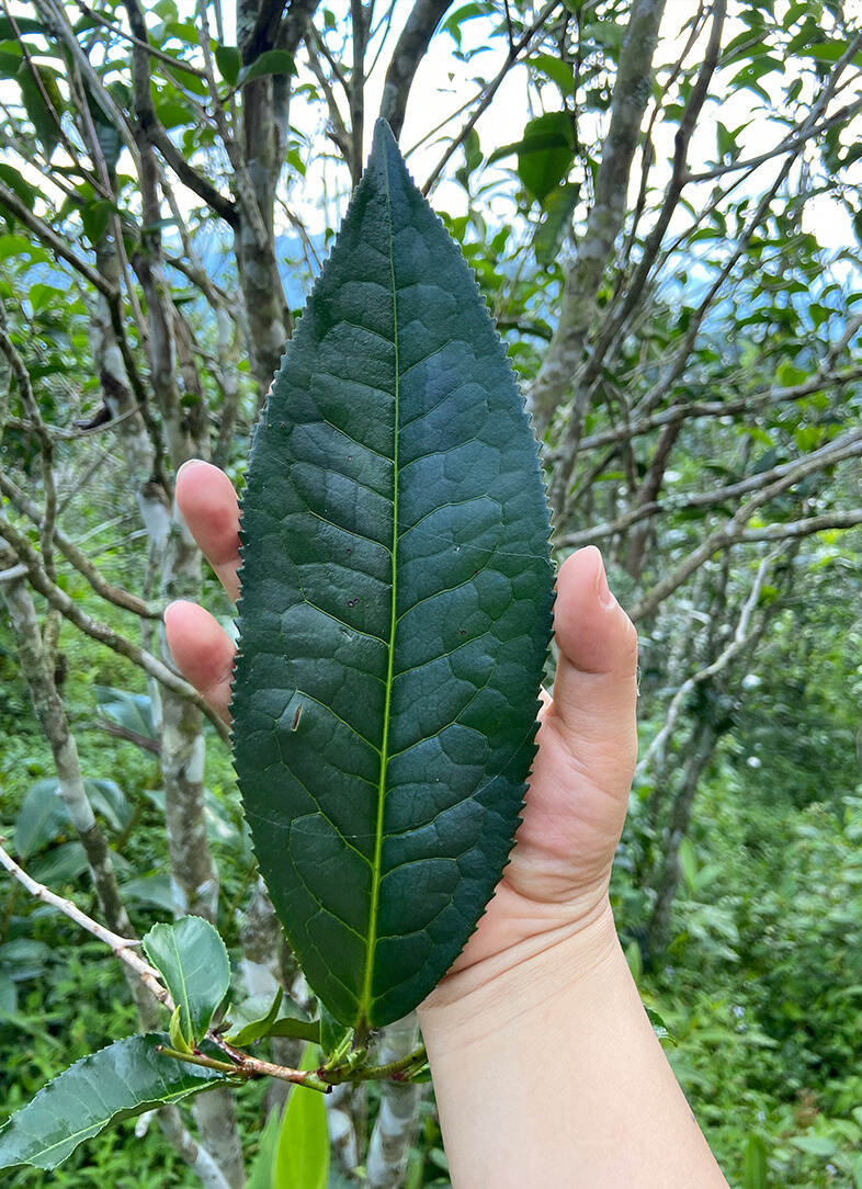 柏林凉水箐：贵族品种黑大叶，鲜爽甜凉，一片值得存放的古树茶