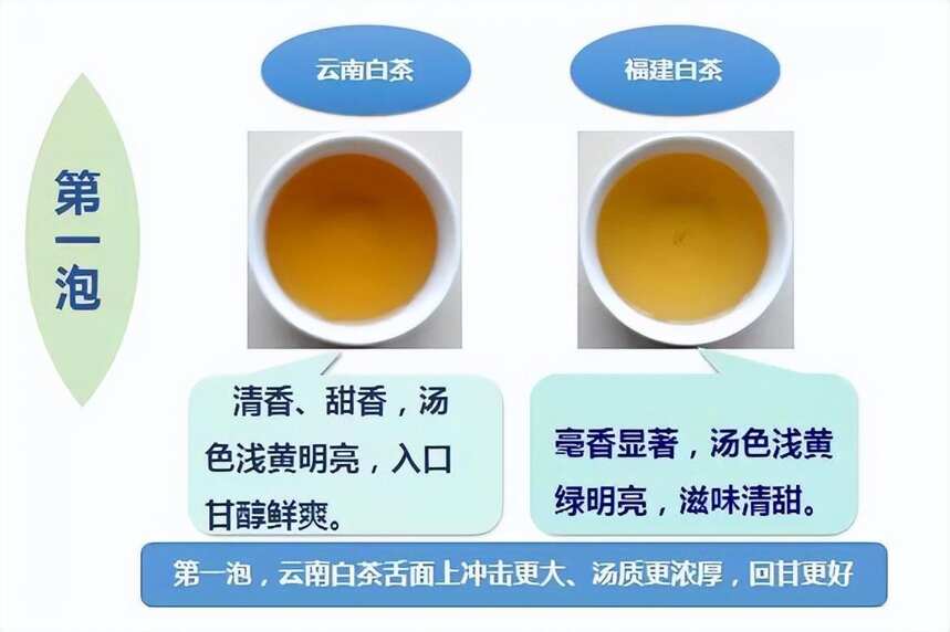 “云南白茶”和“福建白茶”到底有什么区别？