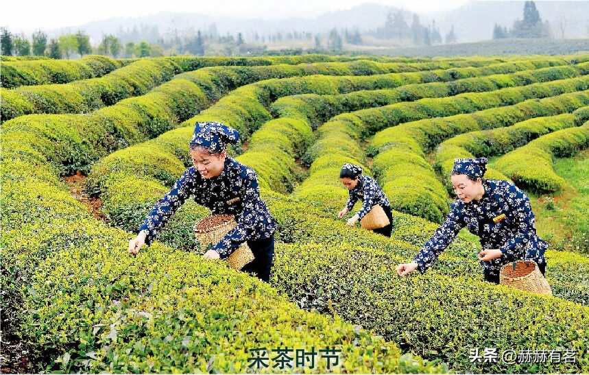 谁知杯中茶，片片皆辛苦