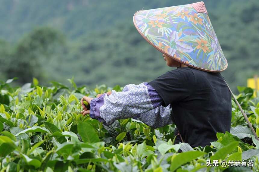 谁知杯中茶，片片皆辛苦