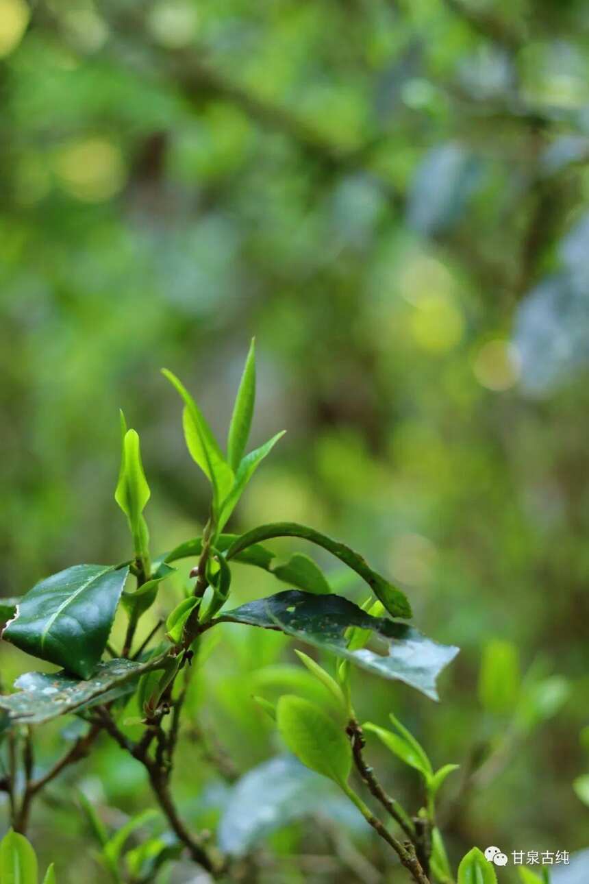 细数茶的别名