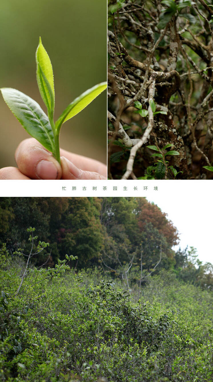 忙肺熟茶龙珠：临沧熟茶里的“甜厚”担当！浓郁醇厚，越陈越醇