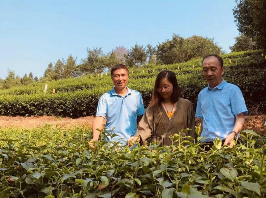 赣南茶行 | 上犹：一片叶 一座村 赴一场“沉浸式”茶旅之约（二）