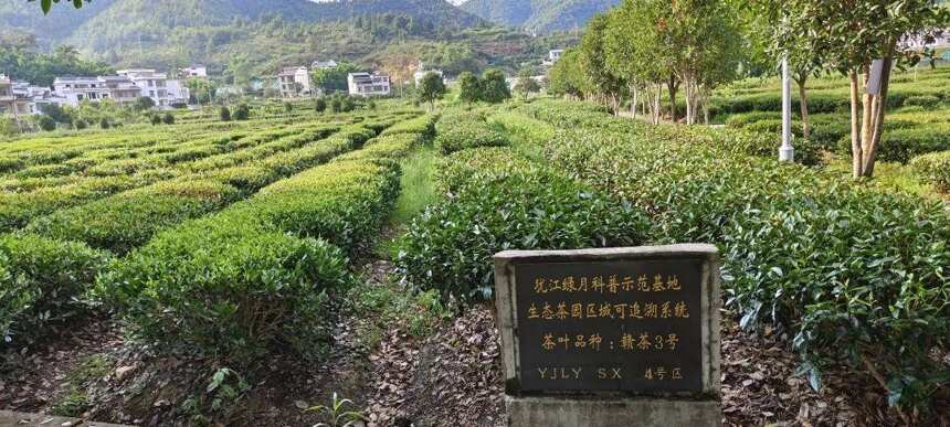 赣南茶行 | 上犹：一片叶 一座村 赴一场“沉浸式”茶旅之约（二）