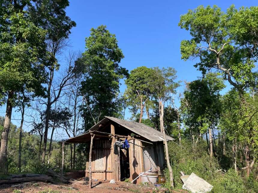 单价过万的名山古树茶必备这四个特征