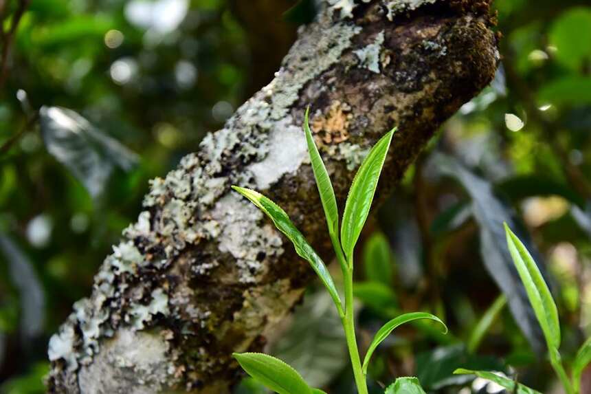 单价过万的名山古树茶必备这四个特征