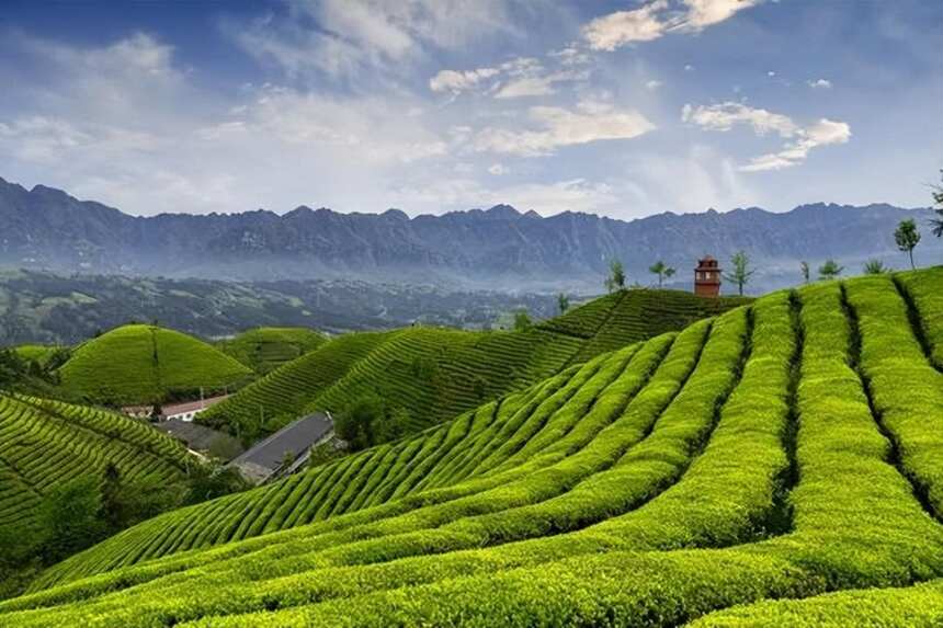 藏不住了！拥有最美茶山的湖北鹤峰被多家央媒宣传