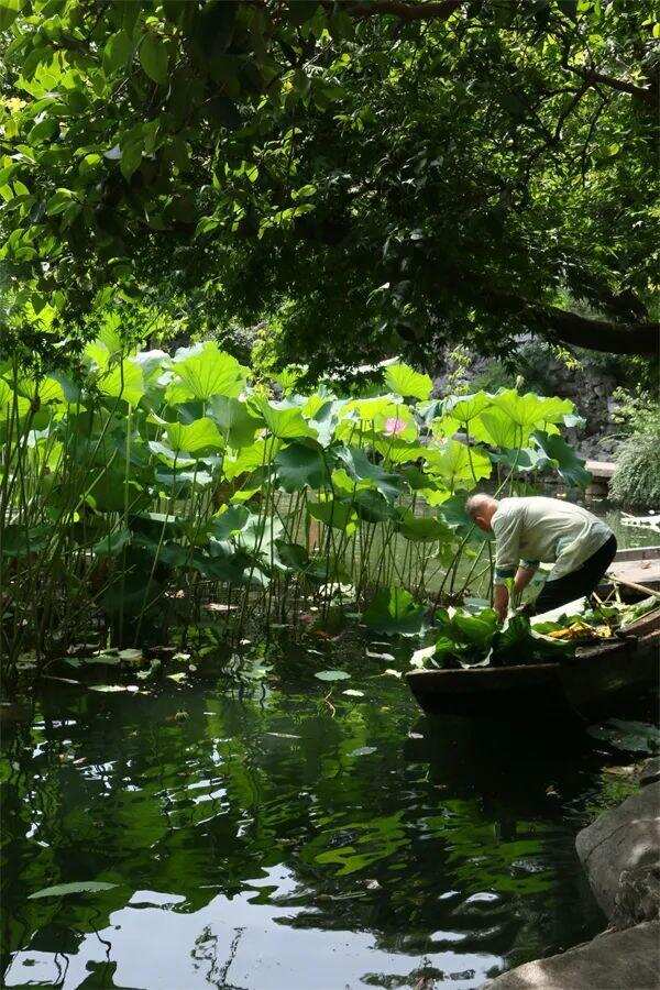 苏州园林是游客的，唯独艺圃属于苏州人