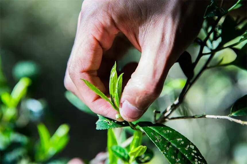 这茶耐泡，好！这么耐泡，茶不行啊！这事能争得人打起来