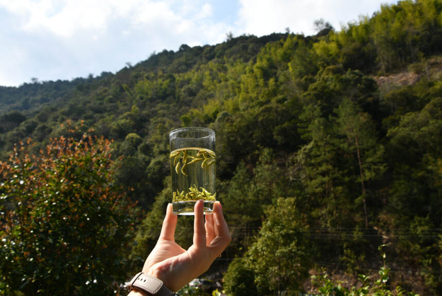 赣南茶行 | 上犹：守望茶心 看光菇山的“破茧成蝶”（三）