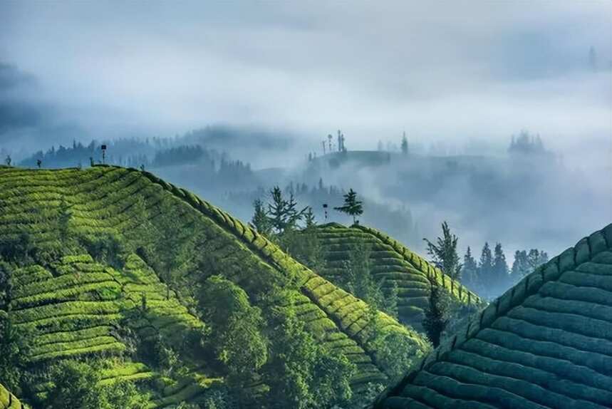 藏不住了！拥有最美茶山的湖北鹤峰被多家央媒宣传