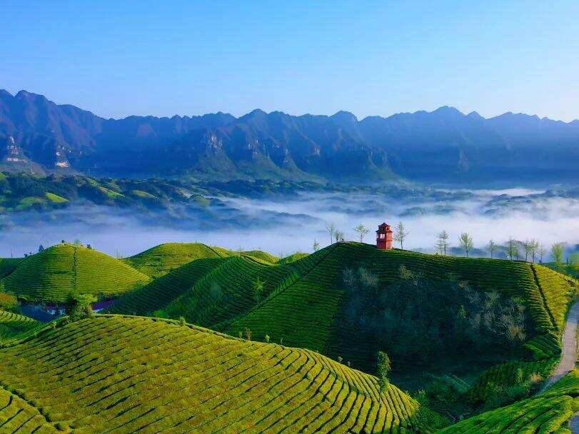 藏不住了！拥有最美茶山的湖北鹤峰被多家央媒宣传