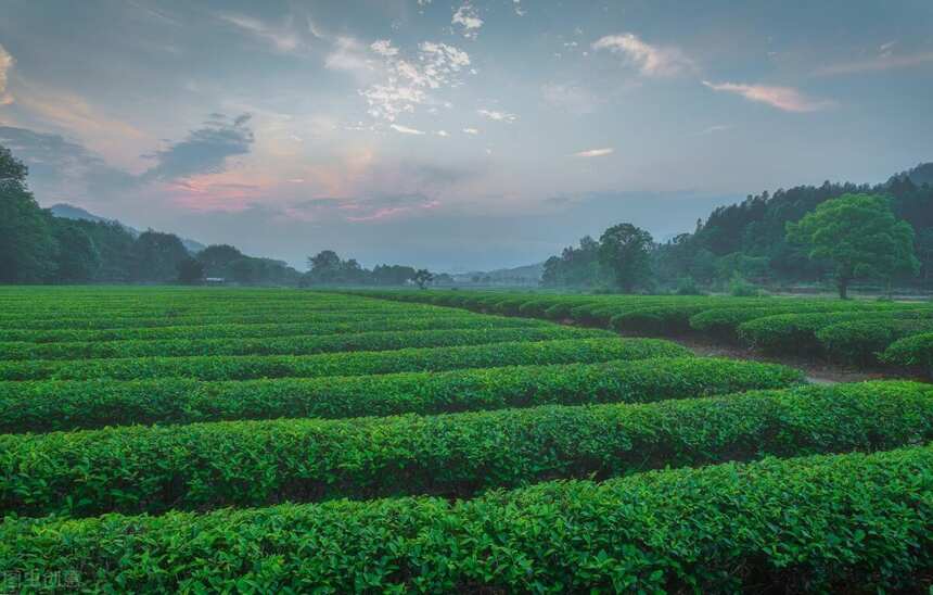 买茶不懂茶，没关系，这些信息点一定要注意