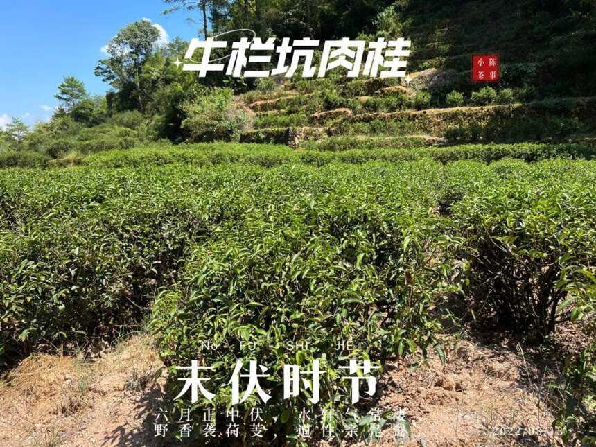 末伏的牛栏坑，除了牛栏坑肉桂，寂静到没有人只有风儿在吹