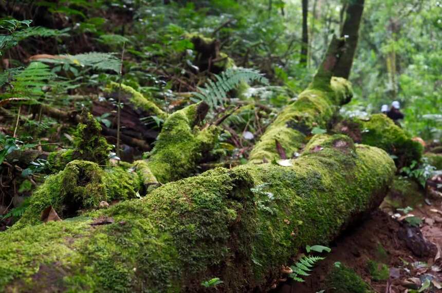 茶叶冷知识：根是参天野生古茶树立地之本