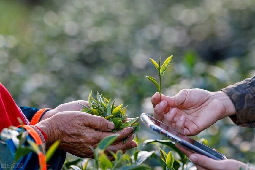 买茶不懂茶，没关系，这些信息点一定要注意