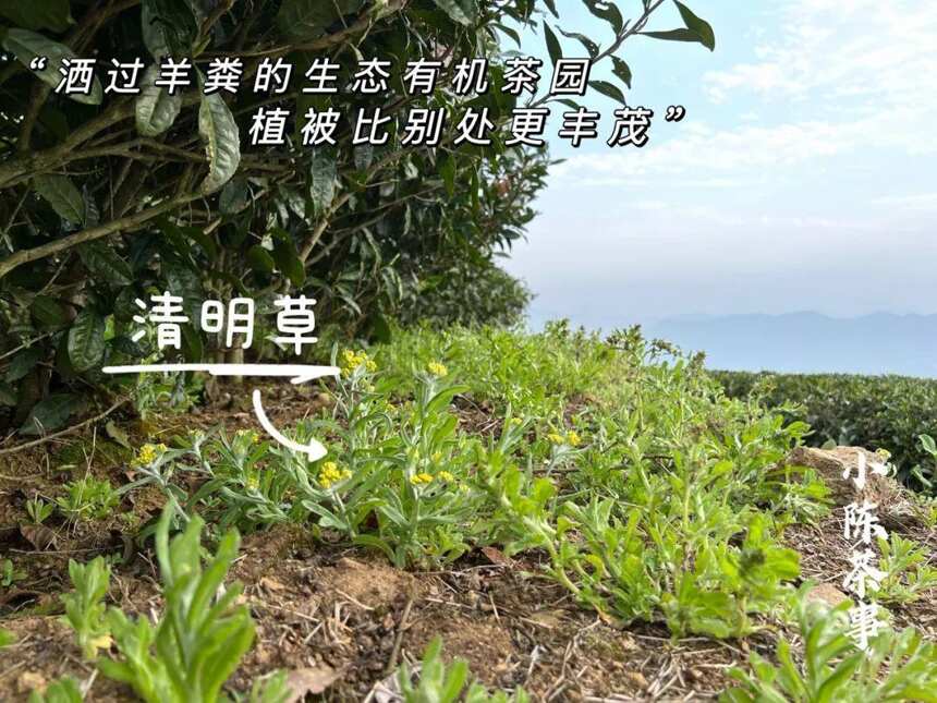 “几十块”与“几百上千”的白茶，有啥区别？4个角度教你看门道