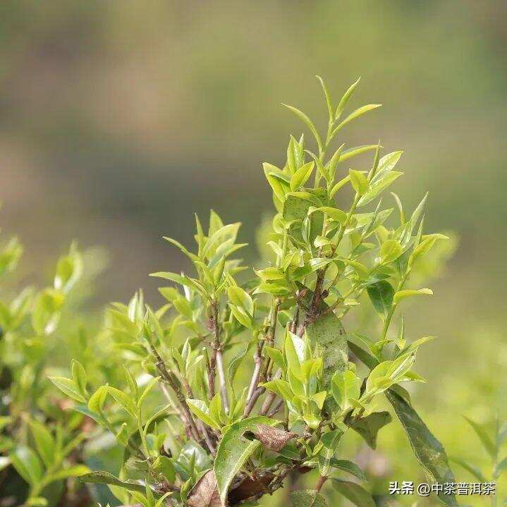 中茶新品 | 中茶御贡双峰 普洱茶（生茶）紧压茶