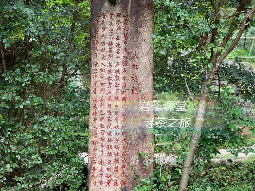 岩茶山场揭秘，九龙窠“好汉坡”与虎啸岩“好汉坡”，有何不同？