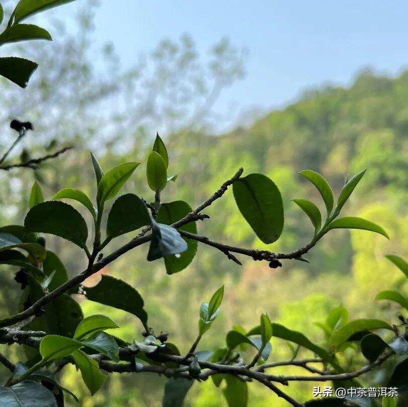 中茶新品 | 中茶御贡双峰 普洱茶（生茶）紧压茶