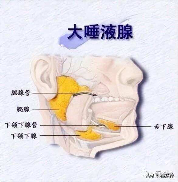 天天说“回甘生津”，你知道是怎么回事吗？