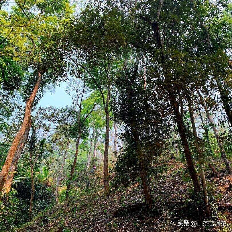 中茶新品 | 中茶御贡双峰 普洱茶（生茶）紧压茶