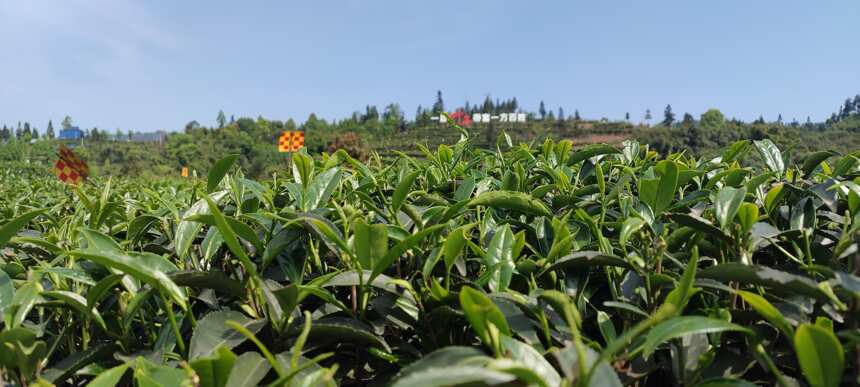 来自世界茶文化发源地的一杯茶