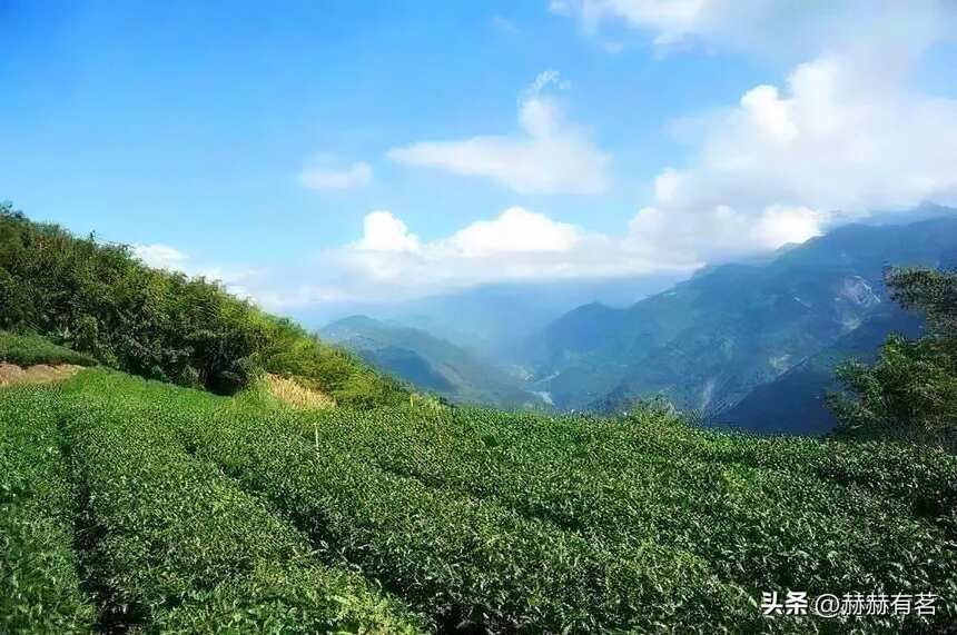 请记住！中国有个茶叫台湾茶