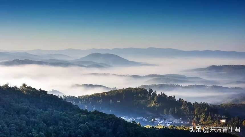 有问有答：普洱野生茶是不是最好？树龄越老茶就越好吗？