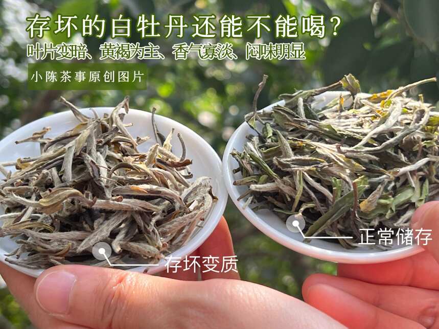 白茶发霉了怎么办？洗洗还能喝吗？看完这2个原因别再上当了