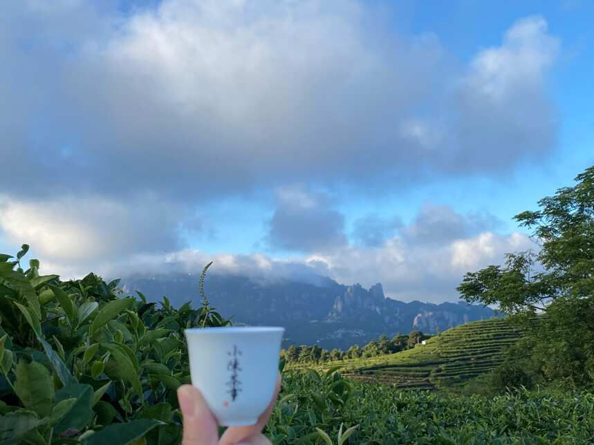 白茶、岩茶、红茶，买回家以后放多久才能喝？什么时间喝口感好？