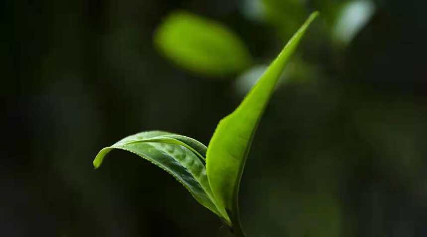 茶界江湖大师很生气：老夫一口喝出树龄，年轻人却把我当神棍