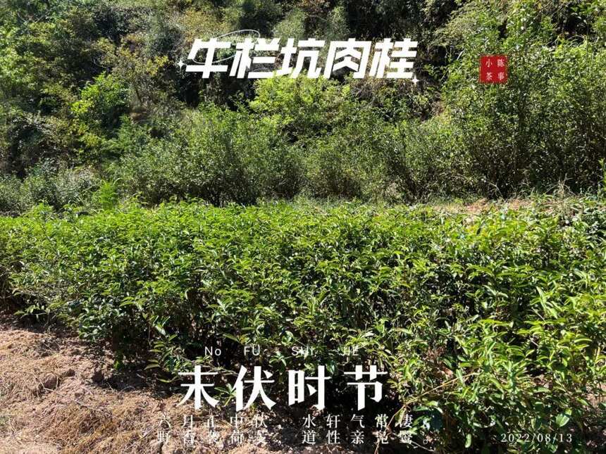 从武夷岩茶、白茶、红茶，到普洱茶，是教授懂茶，还是茶农懂茶？