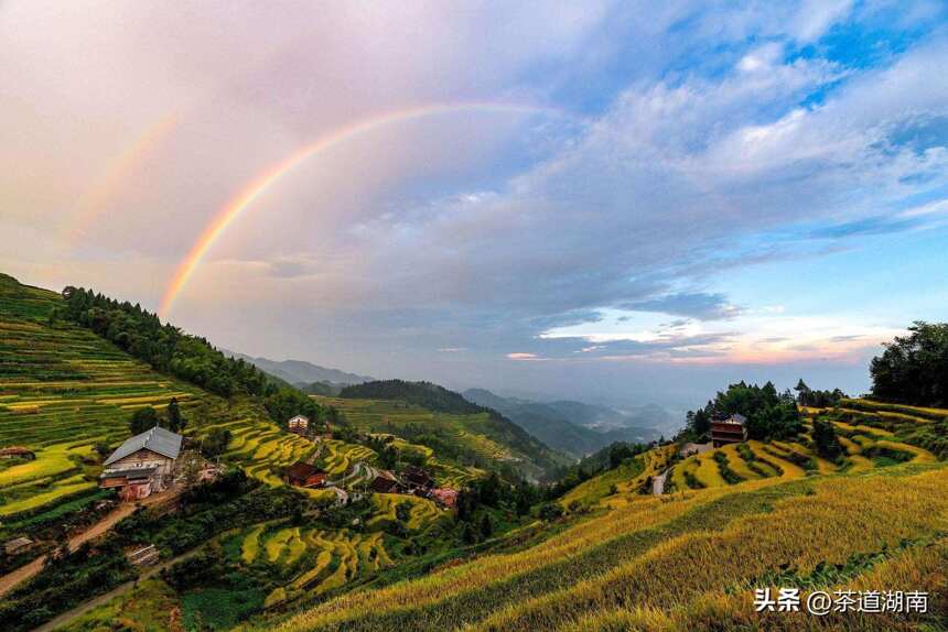 相约金石，来一次古茶清流的寒芽香溢