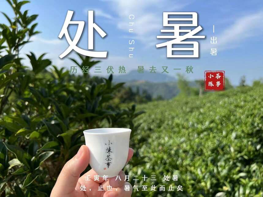 今日处暑，聊聊秋白茶里的节气茶，今年都有哪些值得期待？