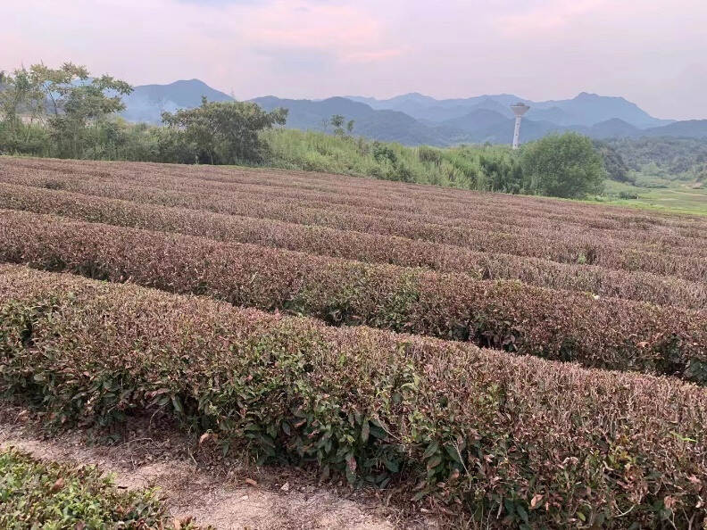 极端天气催生高标准茶园建设势在必行