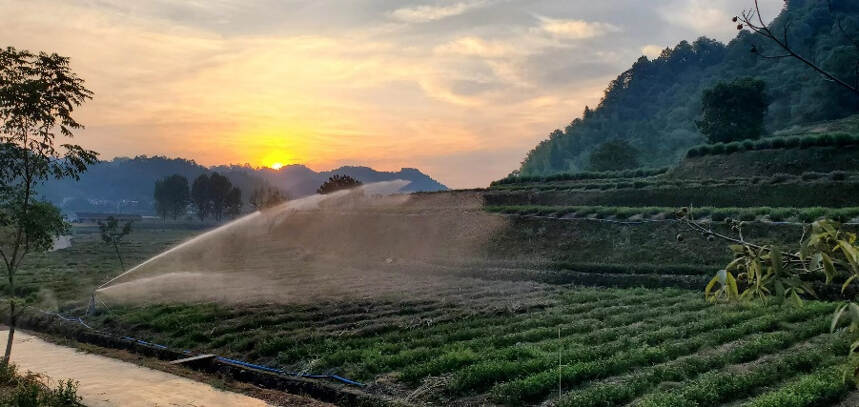 极端天气催生高标准茶园建设势在必行