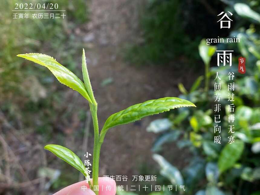 4个方向，带你看清白牡丹和寿眉的不同，买白茶不再迷茫