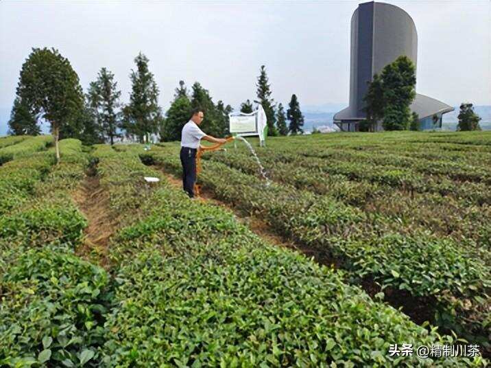 洪雅茶叶中心加强茶园抗旱技术指导