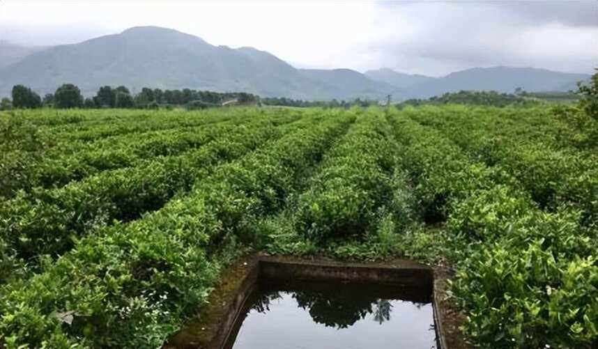 极端天气催生高标准茶园建设势在必行