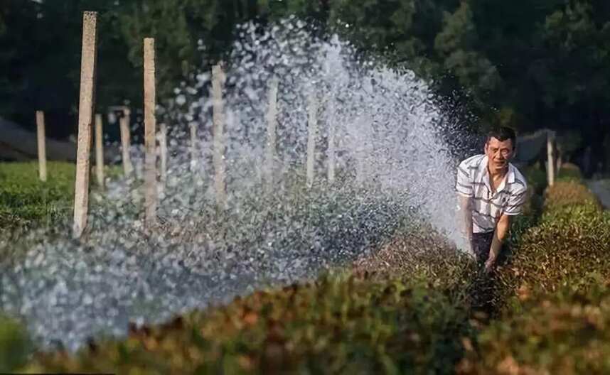 极端天气催生高标准茶园建设势在必行