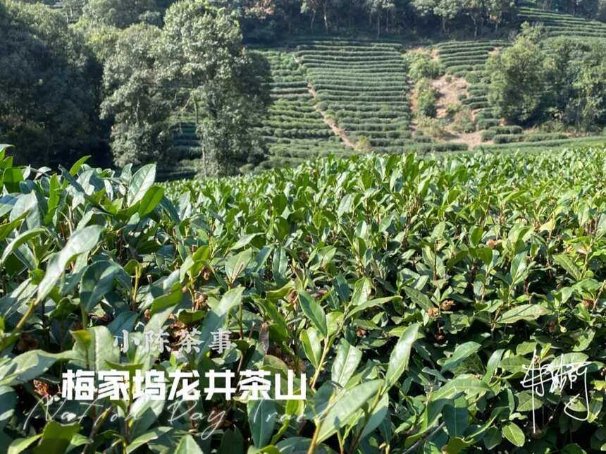 这4种茶，有一个算一个，全都是内行人眼中的“笑话”，别再买了