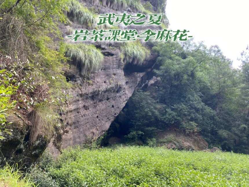 岩茶里，名丛白鸡冠是款什么茶？5个要点，一口气带你看清楚