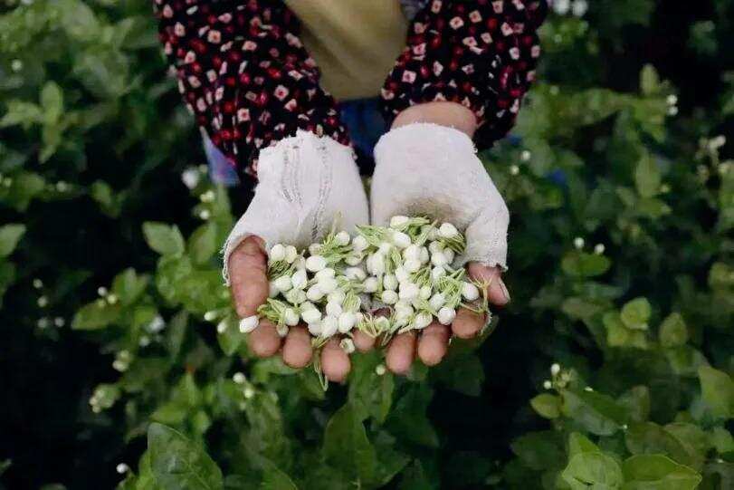 福州茉莉花茶的冰糖甜是什么味？春伦2022赤金茉莉花茶评测