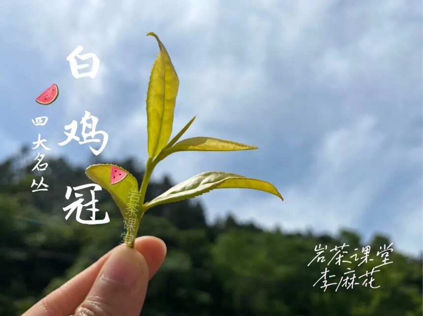 岩茶里，名丛白鸡冠是款什么茶？5个要点，一口气带你看清楚