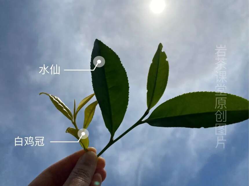 岩茶里，名丛白鸡冠是款什么茶？5个要点，一口气带你看清楚