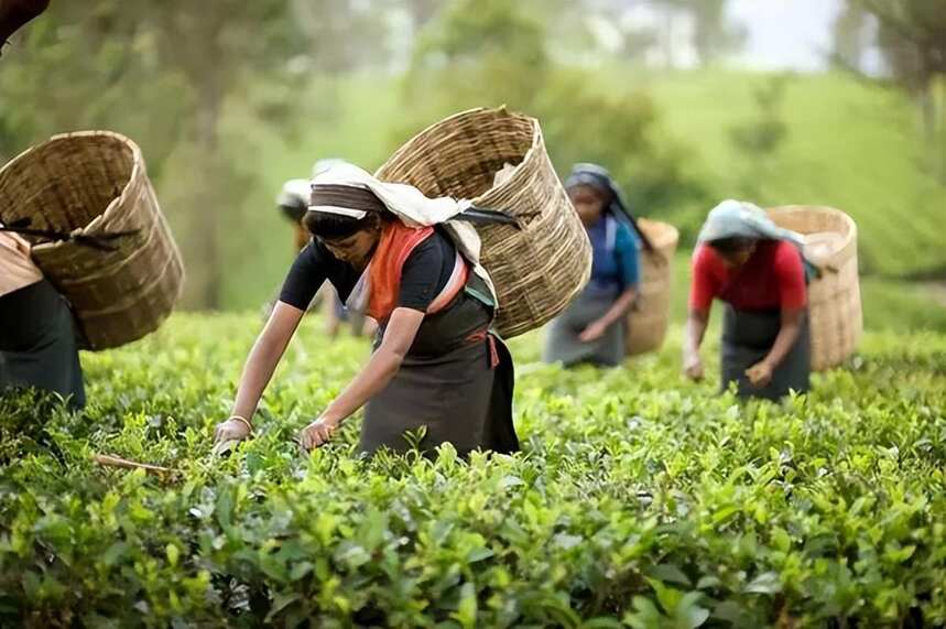 国际茶日 ▏世界各地不同的饮茶文化，你了解几个？