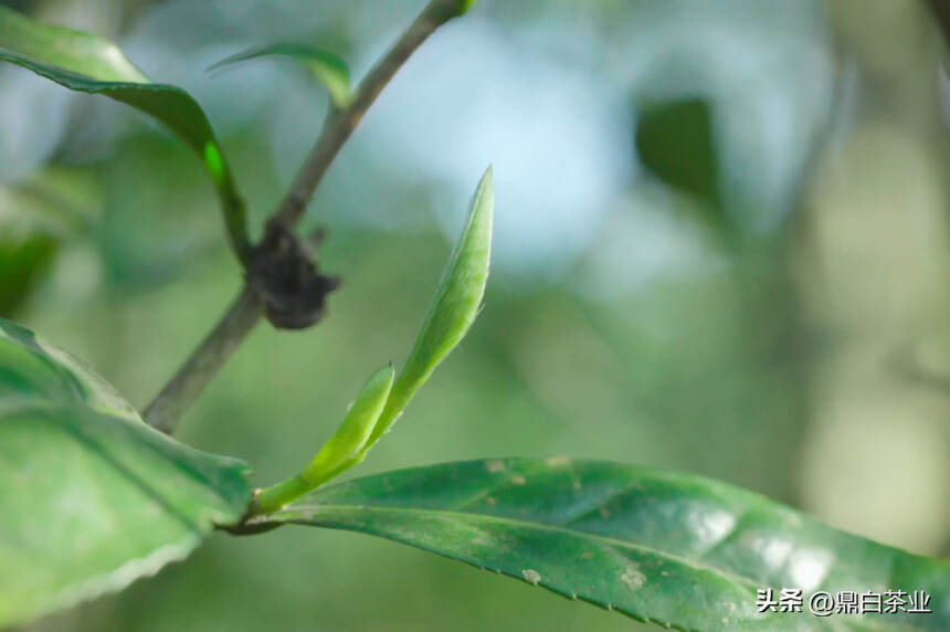 荒野银针｜山林深处最隐秘的“宝藏”